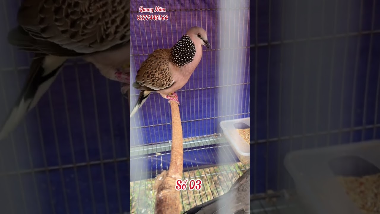 5 TRỐNG MALAYSIA TƠ TUYỂN CHỌN 