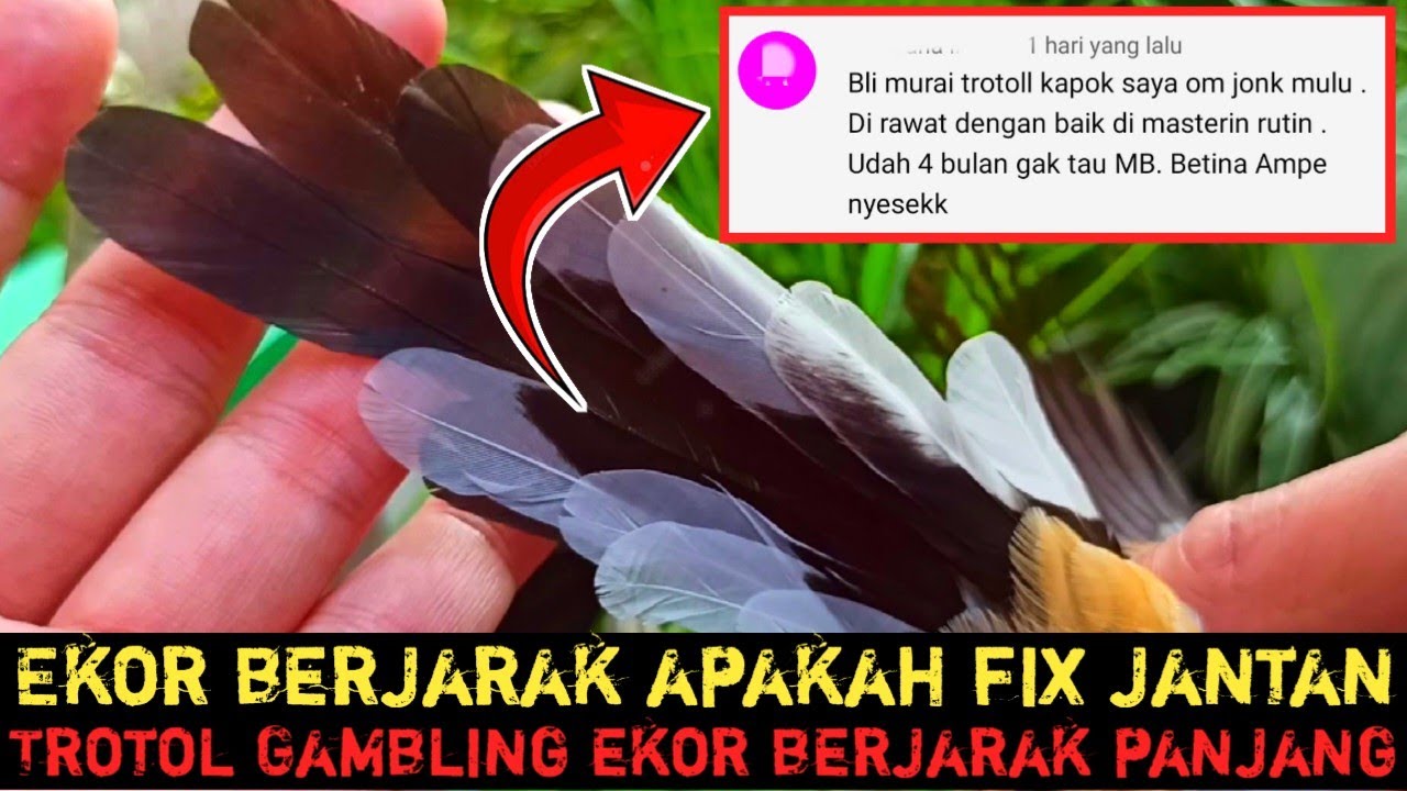 BELI TROTOL GAMBLING EKOR PANJANG BERJARAK‼️HASILNYA SEPERTI INI BIKIN NYESEKK‼️HATI-HATI YA‼️