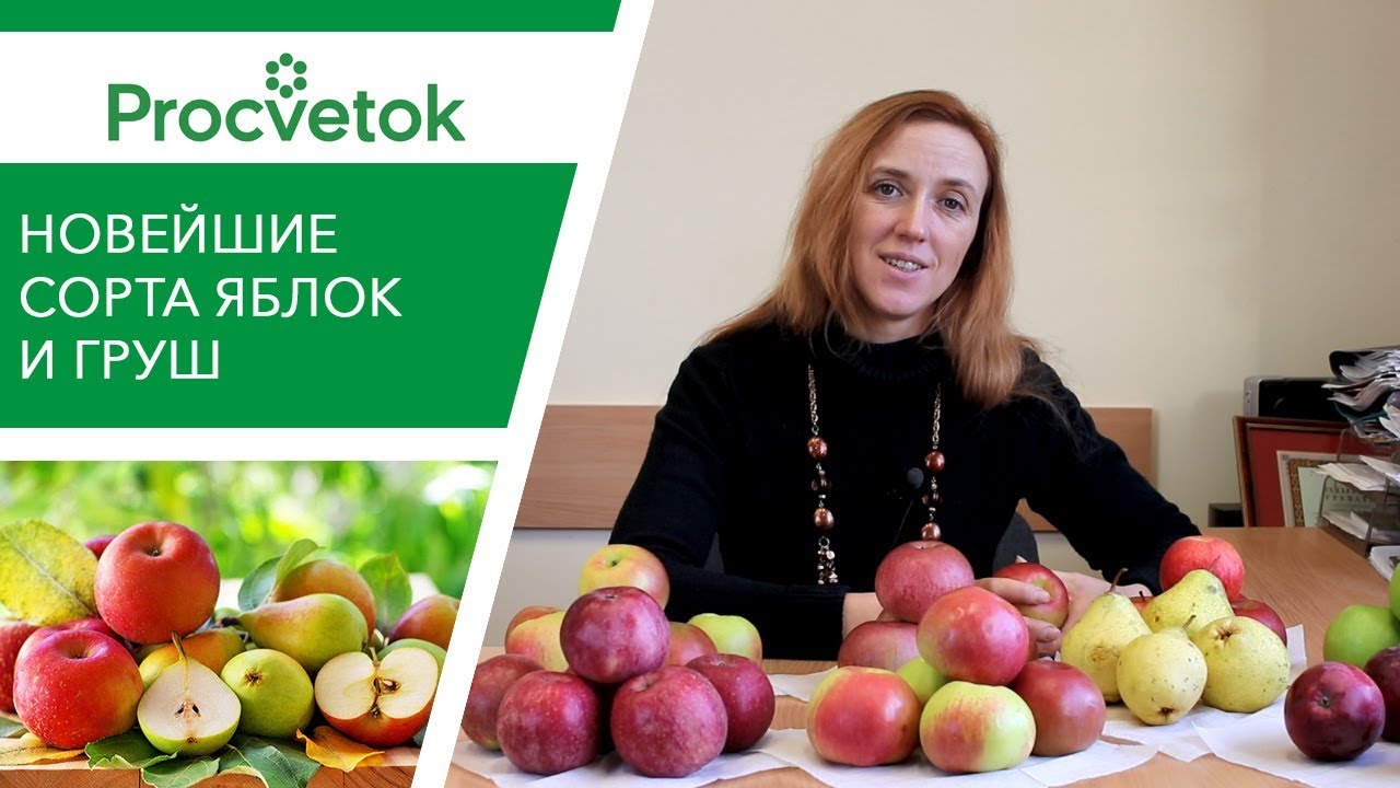 Будьте в курсе! Новейшие сорта яблонь и груш белорусской селекции
