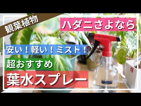 安い 軽い ミスト ハダニさよなら 観葉植物の葉水におすすめ フルプラ ダイヤスプレー スウィング500 をご紹介します 逆さにしても使えて 何回プッシュしても疲れない トイレ掃除用にも使える Youtube