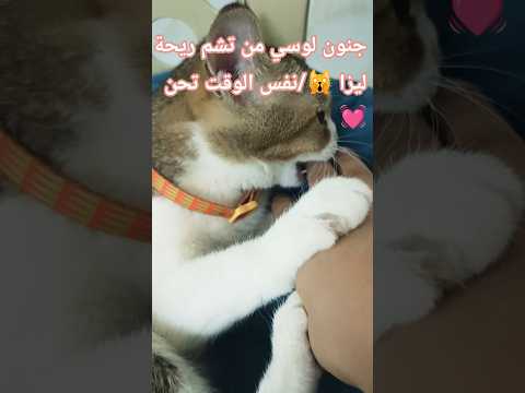 غيرة لوسي جنونية من حبها لاكن حنون قطط صغيرة Cat عالم القطط مليون مشاهده لايك اشتراك اكسبلور 