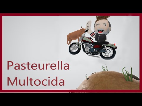 Wideo: Jak przenoszona jest Pasteurella?