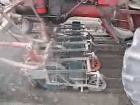 Carrot planting