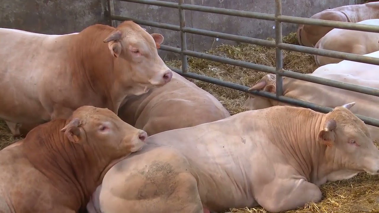 BIEF SELECT FULL HD de FILM goed