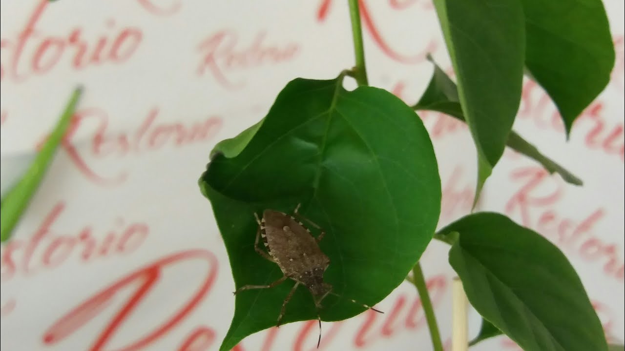 Клоп вонючка в квартире! Аааааа... - YouTube