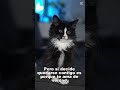 Un gato que se queda CONTIGO es un gato que TE AMA de verdad