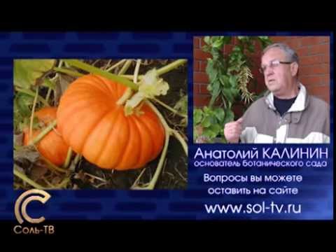 Новый взгляд А Калинин Об уходе и хранении тыквы