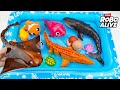 Unboxing Zuru Robo Swimming Pool With Baby Crocodile and Manta Ray 🐊 Review Toy
