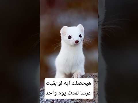 هيحصلك إيه لو بقيت عرسا ليوم واحد معلومات اكسبلور