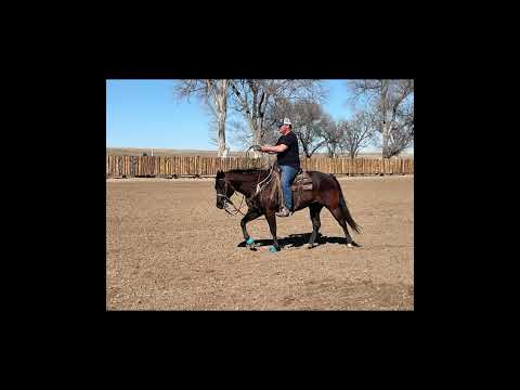 2024 Full House Horse Sale “Moonshine”