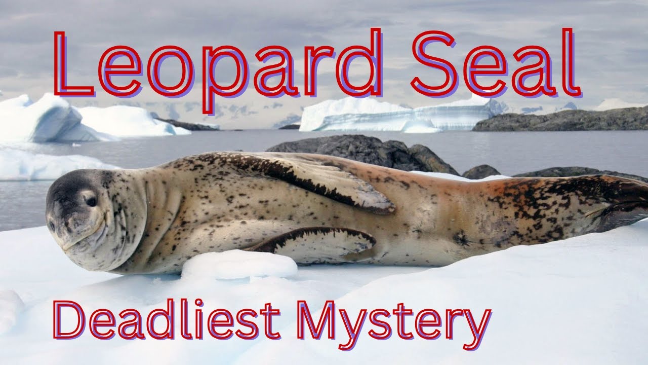 Top 5 Facts That Prove Leopard Seals Are Ocean's Deadliest Mystery | Natgeo | Animal Planet | 