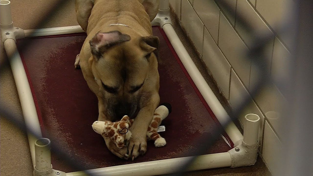 Animal Humane Society Receives Donations of Toy Giraffes