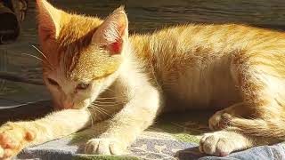 kitten taking sun bath