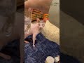しゅわしゅわが気になるほたて猫【スフィンクス 猫】 #cat #スフィンクス #ほたてくん #猫のいる暮らし