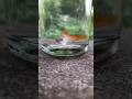 Female pregnant swordtail fish love [ pineapple pregnant swordtail fish ] swordtail fish love🧡😍