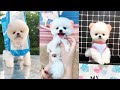 Tik Tok Chó phốc sóc mini Funny and Cute Pomeranian Videos #4