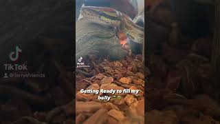 Getting Ready To Fill My Belly