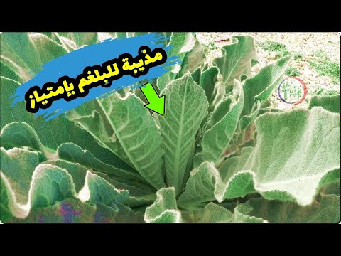 فيديو: كيف تبدو حشيشة الرئة؟