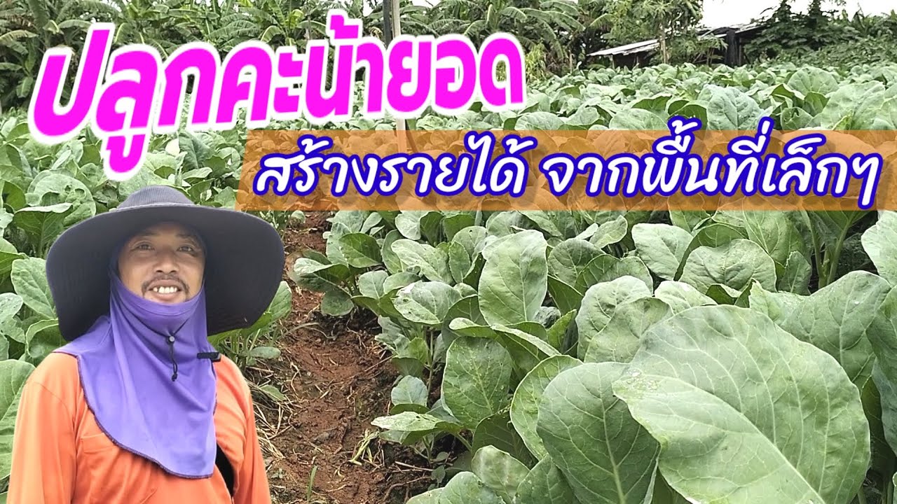 ปลูกคะน้ายอด สร้างรายได้ จากพื้นที่เล็กๆ