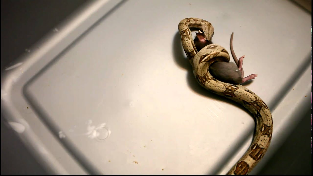 *GRAPHIC* Red Tail Boa Feeding (8 Oct 2010) YouTube