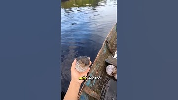 Thả cá Nóc cực độc về với thiên nhiên #shorts
