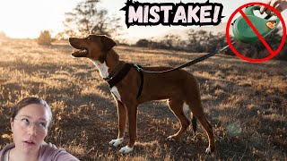 4 Leash Mistakes Everybody Makes  New Dog Parents Beware