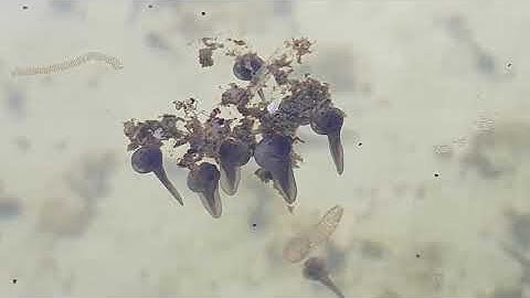 Hiện Tượng Đeo Mé Nổi Đầu Ở Nòng Nọc 2 Ngày Tuổi