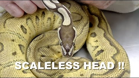 Scaleless Head Clown Ball Python Egg Cutting !