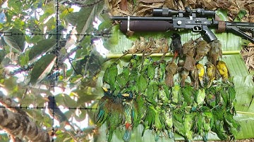 Hunting squirrels and birds eat Banyan fruit yos hav zoov tua nas thiab noog noj txiv vaj khaum #2