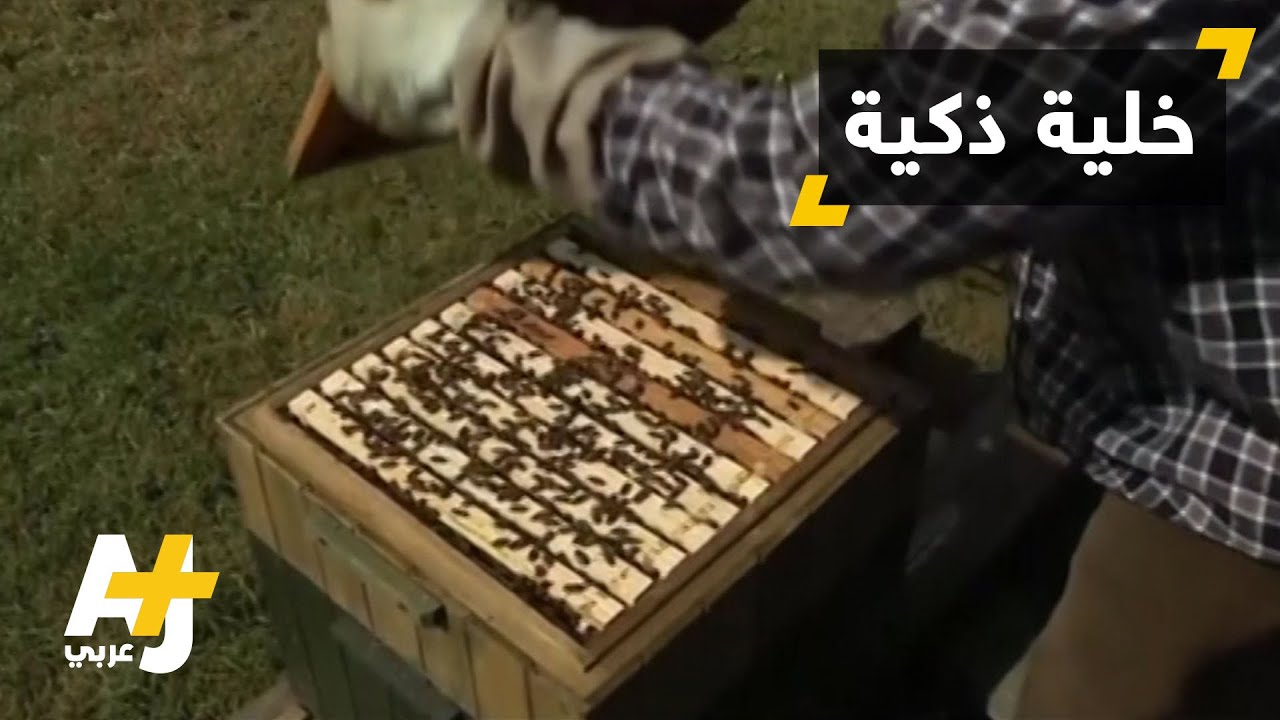 جهاز يربي النحل بطريقة ذكية