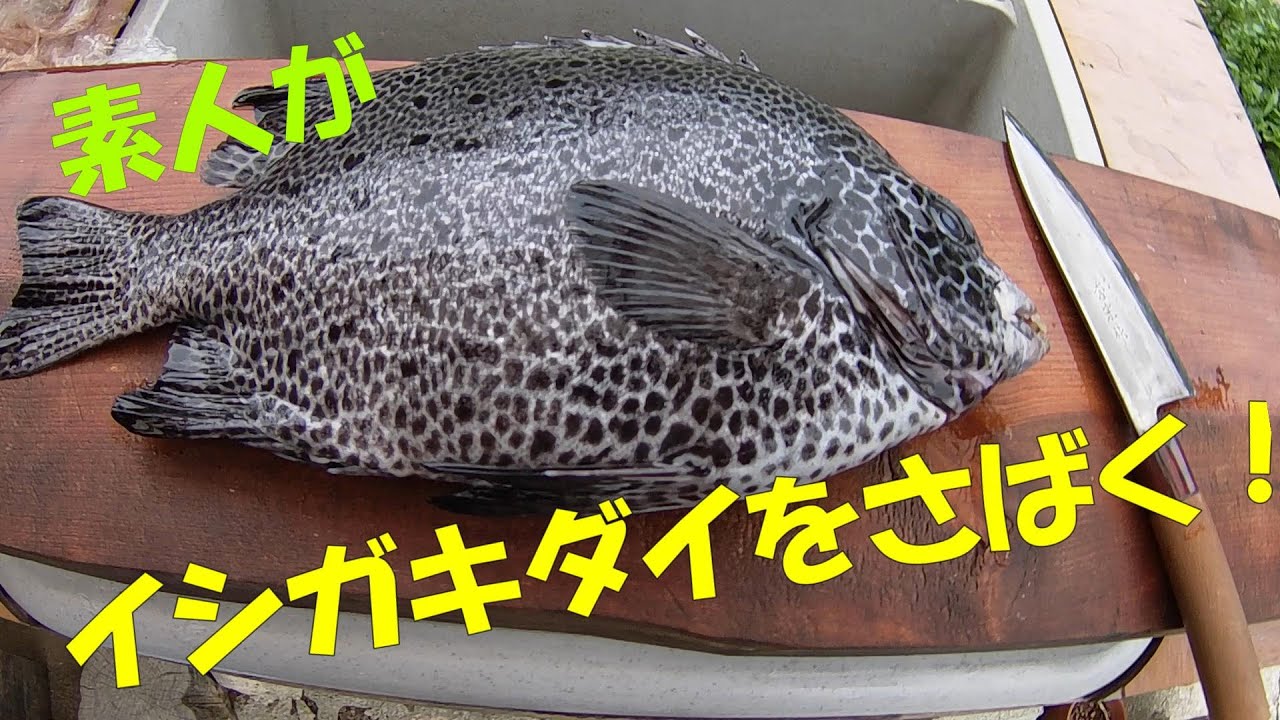 ねこじいの菜園と工房 イシガキダイをさばいてみました Youtube ねこじいの菜園と工房 イシガキダイをさばいてみました Youtube