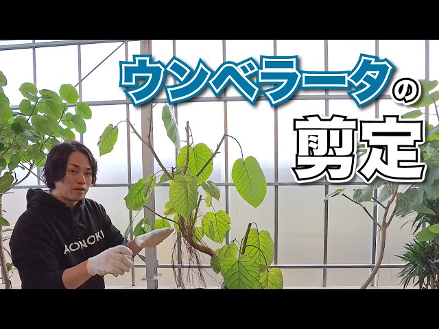 前編】ウンベラータの剪定をしてみた【観葉植物】 - YouTube