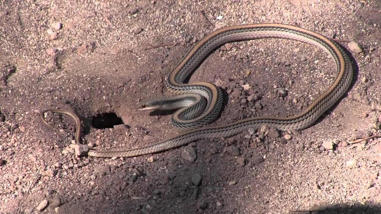 excavating the reno Snake Peeks 10: Dig it! Western Patch-nosed Snake Going After a Rodent