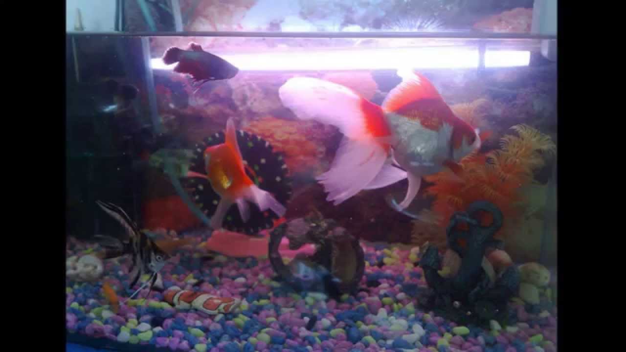 Betta Fish Care 