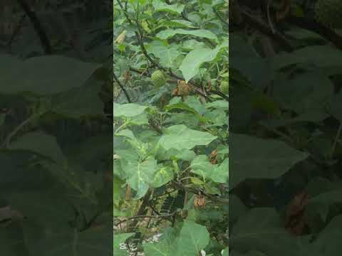 Faida Ya Mti Wa Mnanaa Kwenye Kutibu Matatizo Ya Moyo Figo Kongosho Na Matatizo Mengi Mbali Mbali