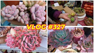 Better Than Lavender Pebbles & Quickie Plant Haul Vlog