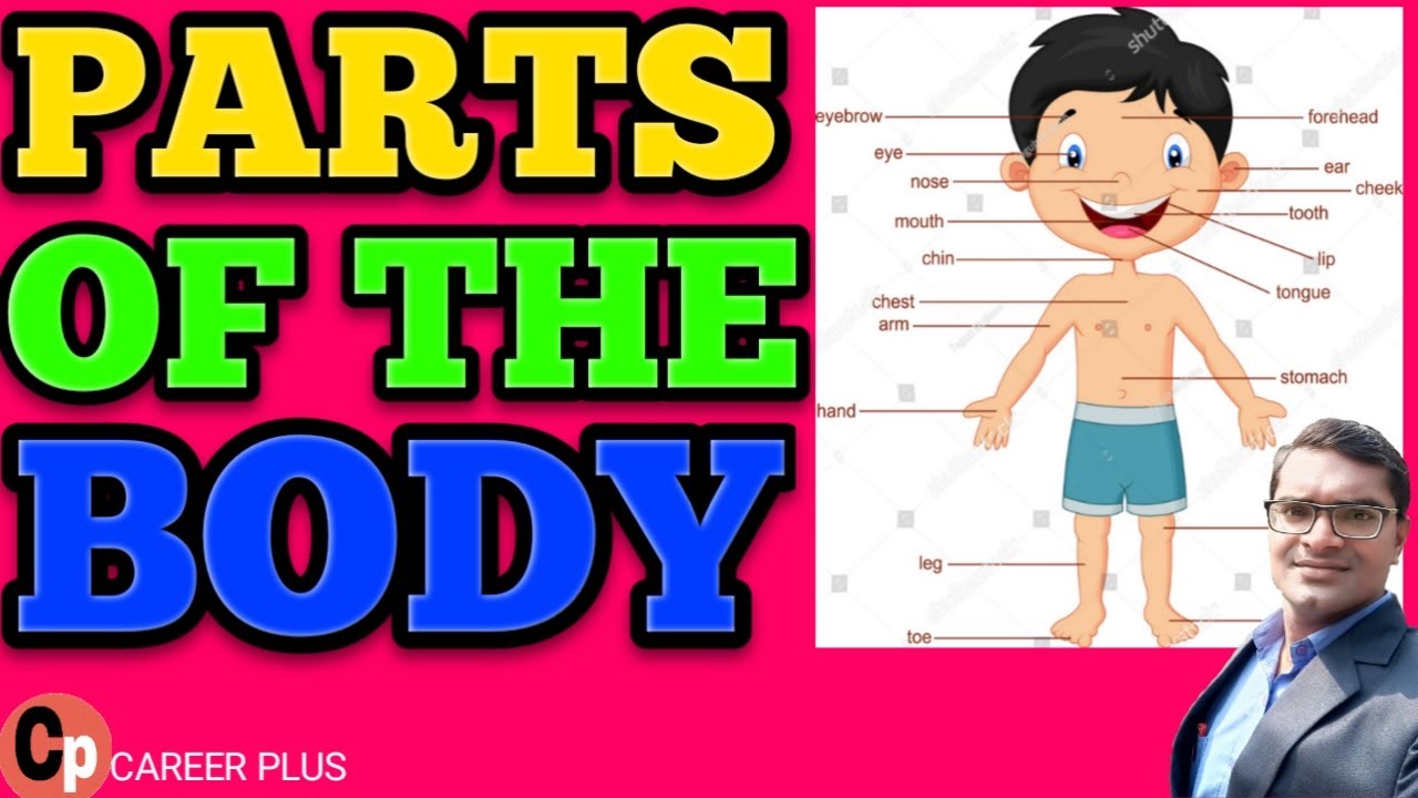 PARTS OF THE BODY BODY PARTS NAME l BODY NAME SHARIR KE ANGO KE NAME शरीर के अंगों के नाम