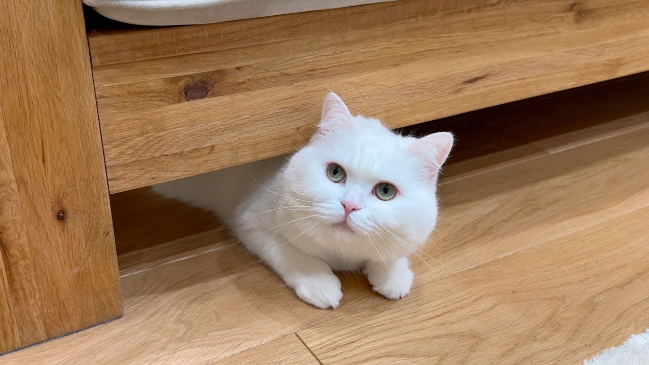 ぶ*猫様 最後まで　英語 ぶ*猫様 最後まで 英語 A cat that seems to be thinking