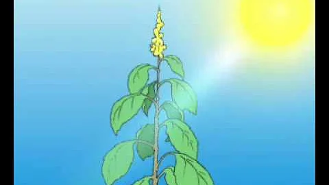 Co se děje v procesu fotosyntézy?