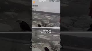 Nypd Officers Rescue Injured Bald Eagle On The Hudson River shorts