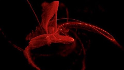 APS Colloquium - 1/29/24 - Eric Coughlin - How a Black Hole Destroys a Star: New Advances in...