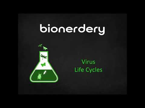 Virus Life Cycle