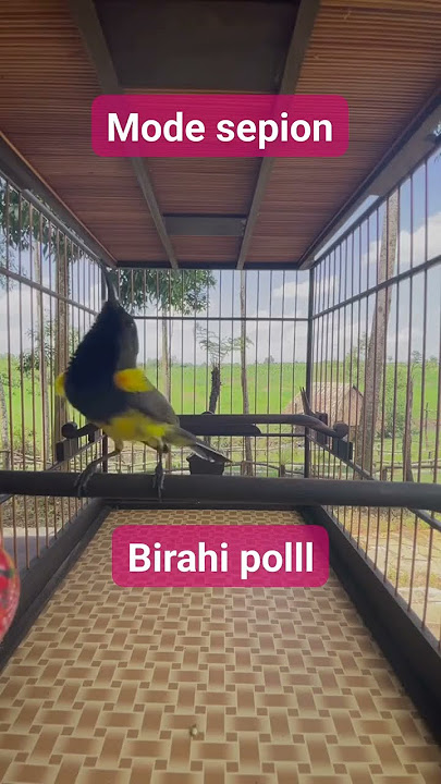 sogon nyepion 💯💯💯 #kicaumania #mangkicauoffecial #bird #kicaumanianusantara #sogonprestasi #sogon