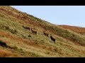 Stalking Red Stags - A Season in 15 Minutes