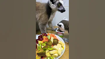 Лемуры спорят за еду 🙀