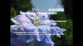 蕾はイルカ Are The Buds Dolphins デルフィニウム Delphinium ３色日本花図鑑 Japanese Flower Guide 野の花散歩 Youtube