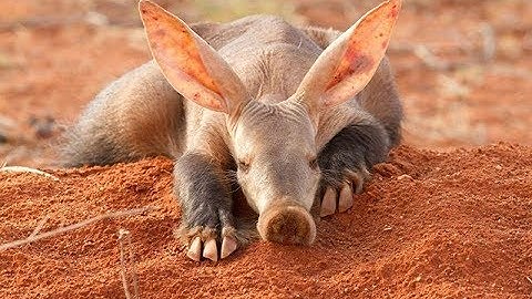 Aardvark - South Africa Amazing Animal