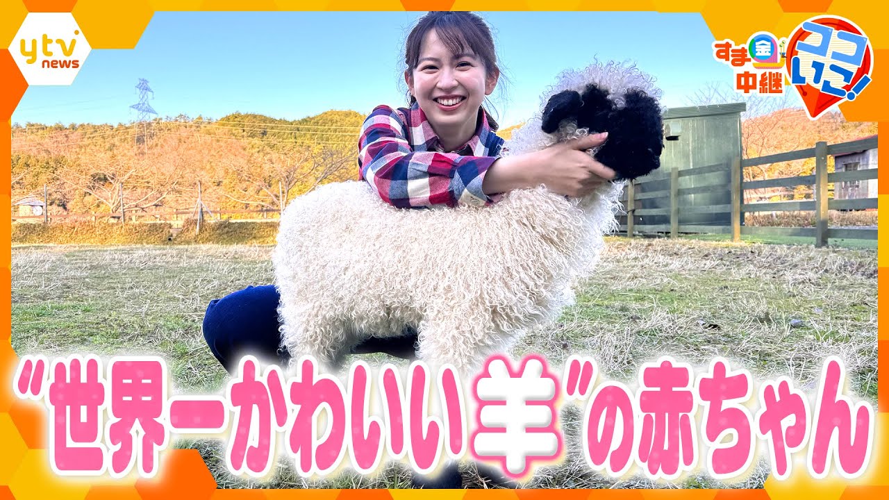 世界一かわいい羊”の赤ちゃん誕生！今しか見られない3つの貴重な姿を