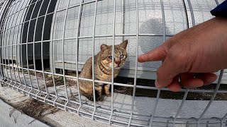 A stray cat on the other side of the fence came to be muffed