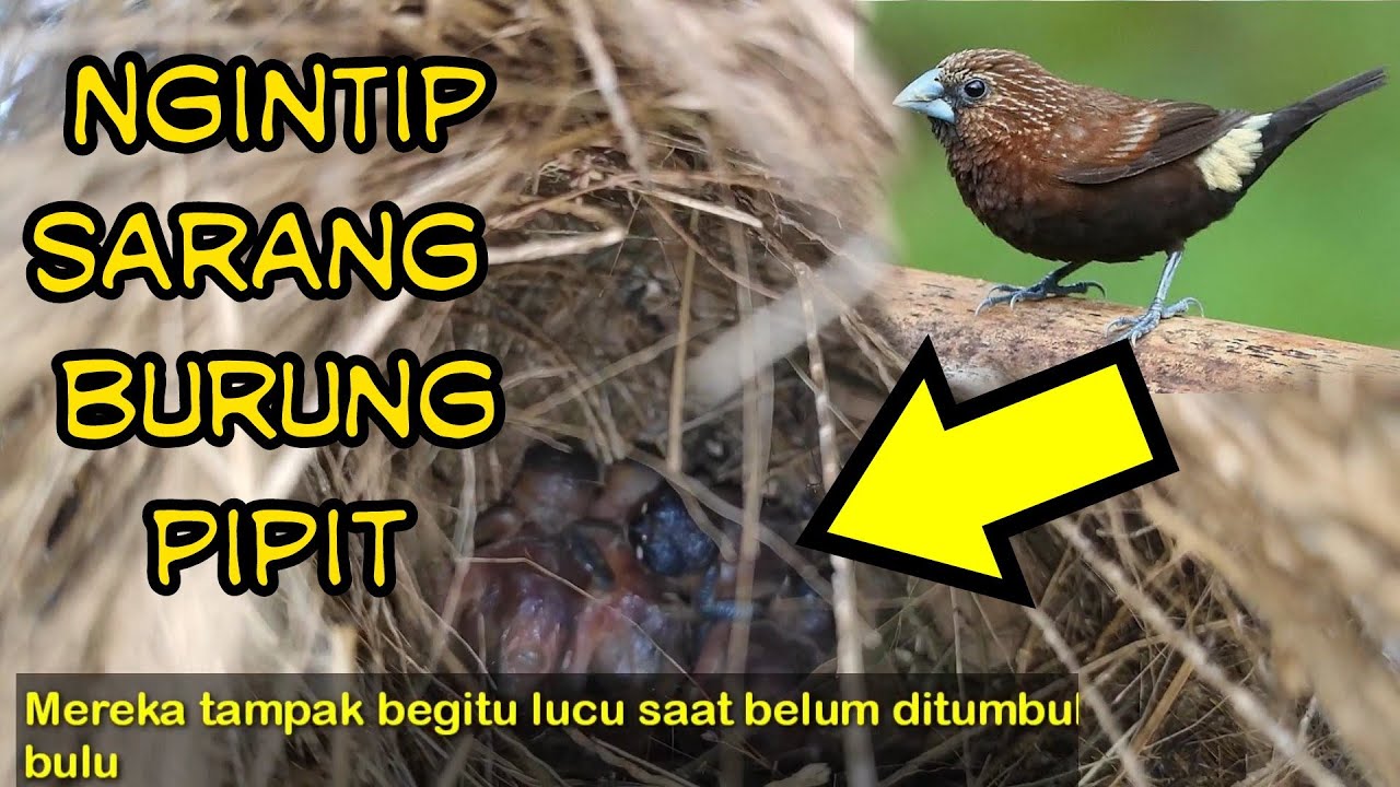 Intip Sarang Burung Pipit / Emprit atau Burung Padi 